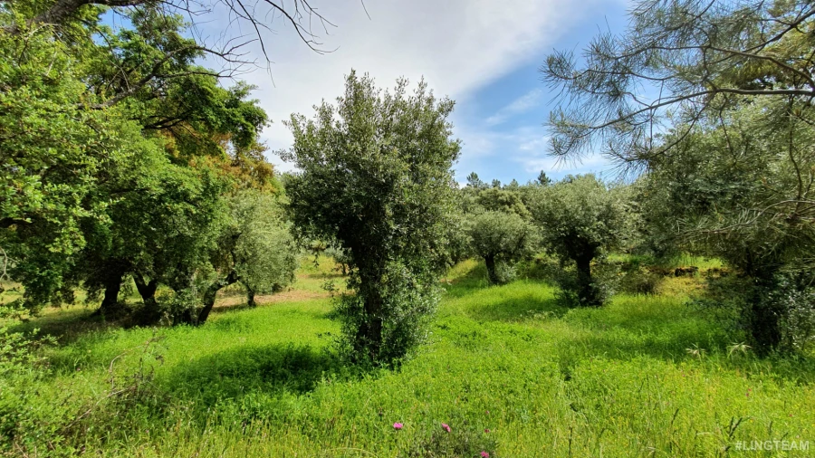 Quinta T0 para Venda em Freixial e Juncal do Campo Foto 7
