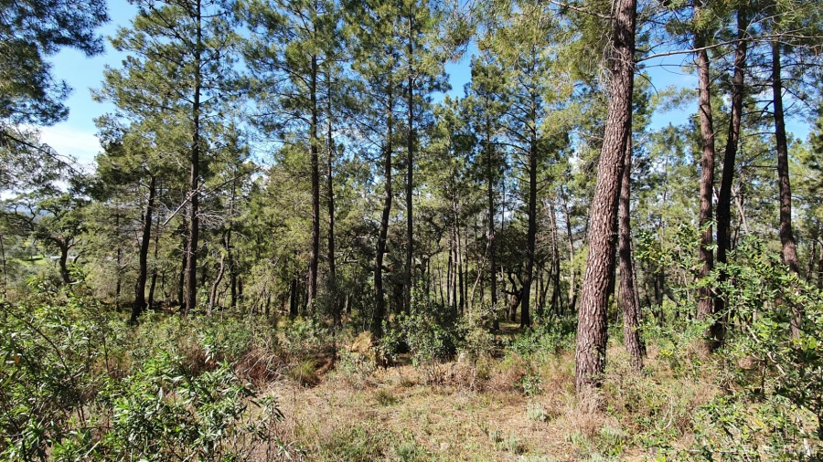 Quinta T0 para Venda em Freixial e Juncal do Campo Foto 22