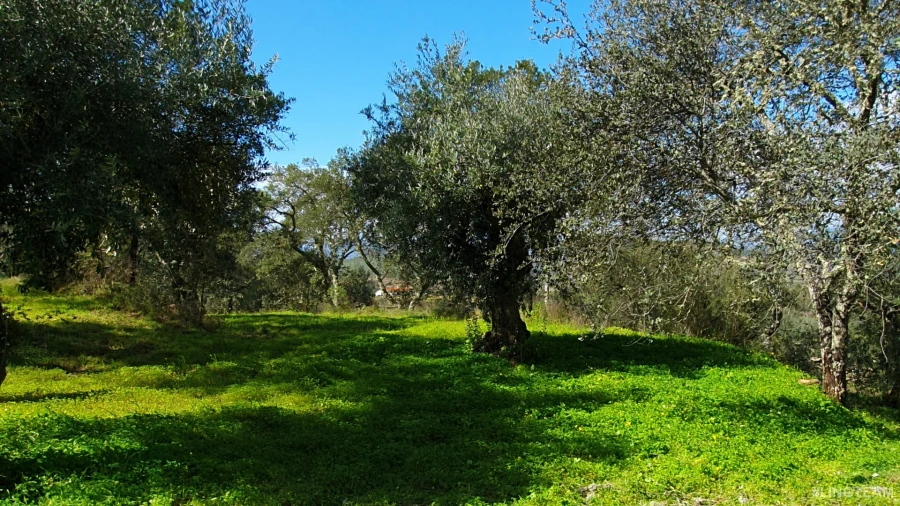 Quinta T0 para Venda em Freixial e Juncal do Campo Foto 17