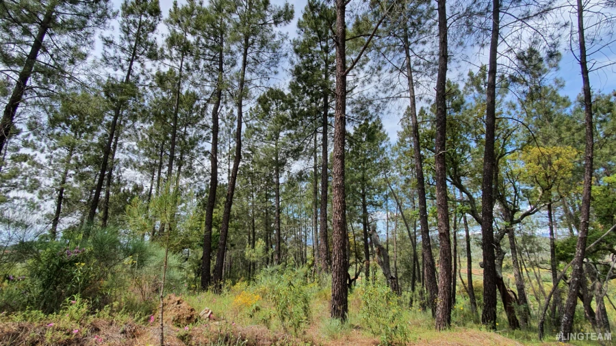 Quinta T0 para Venda em Freixial e Juncal do Campo Foto 6