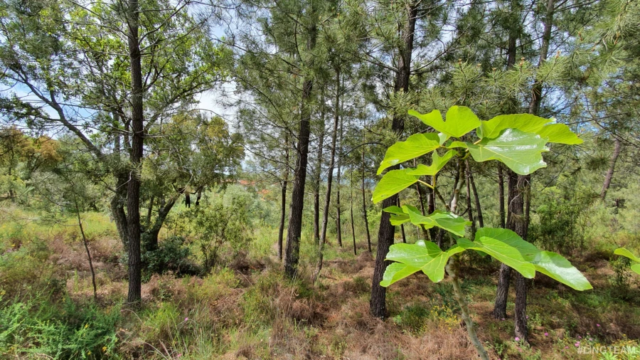 Quinta T0 para Venda em Freixial e Juncal do Campo Foto 12