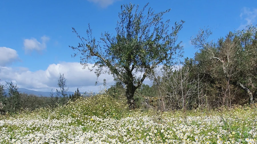 Quinta T0 para Venda em Freixial e Juncal do Campo Foto 20