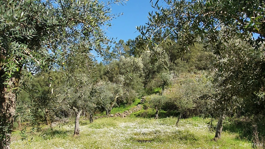 Quinta T0 para Venda em Freixial e Juncal do Campo Foto 19
