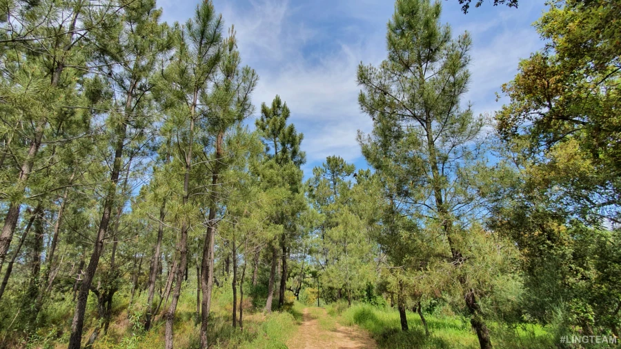 Quinta T0 para Venda em Freixial e Juncal do Campo Foto 13