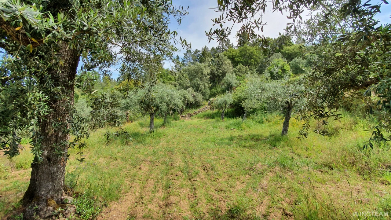 Quinta T0 para Venda em Freixial e Juncal do Campo Foto 5