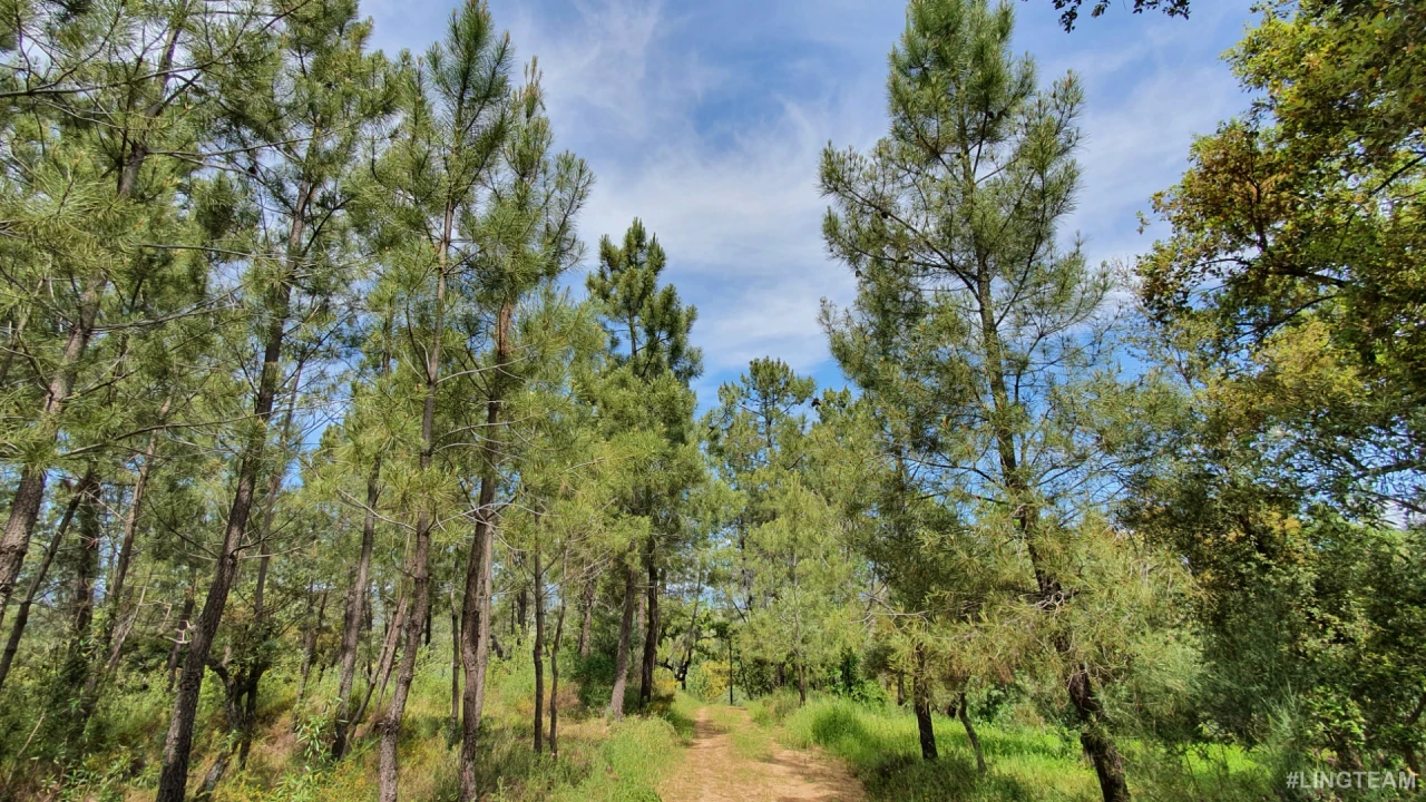 Quinta T0 para Venda em Freixial e Juncal do Campo Foto 13