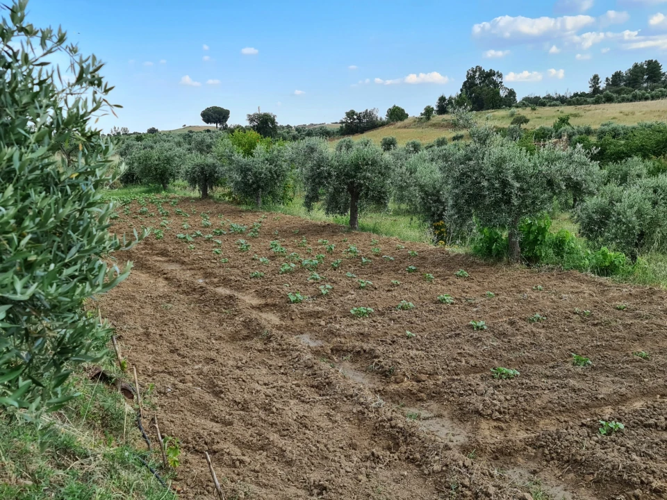 Quinta T0 para Venda em Ladoeiro Foto 22