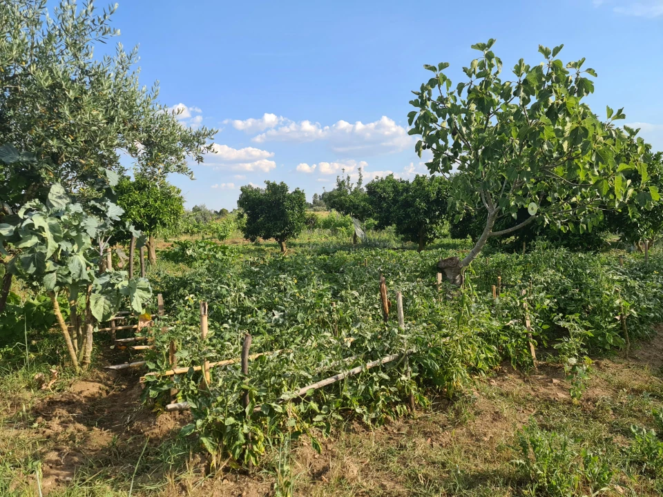 Quinta T0 para Venda em Ladoeiro Foto 3