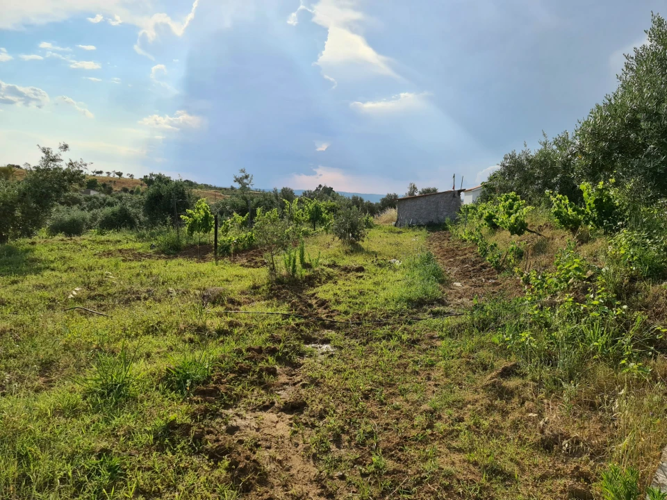 Quinta T0 para Venda em Ladoeiro Foto 9