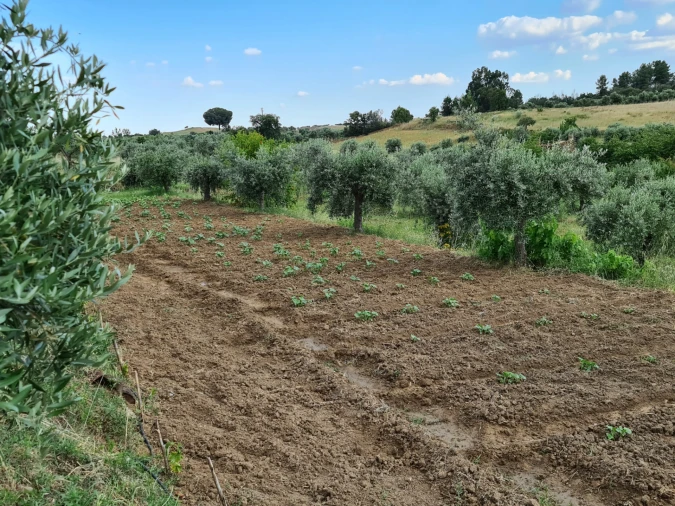 Quinta T0 para Venda em Ladoeiro Foto 22