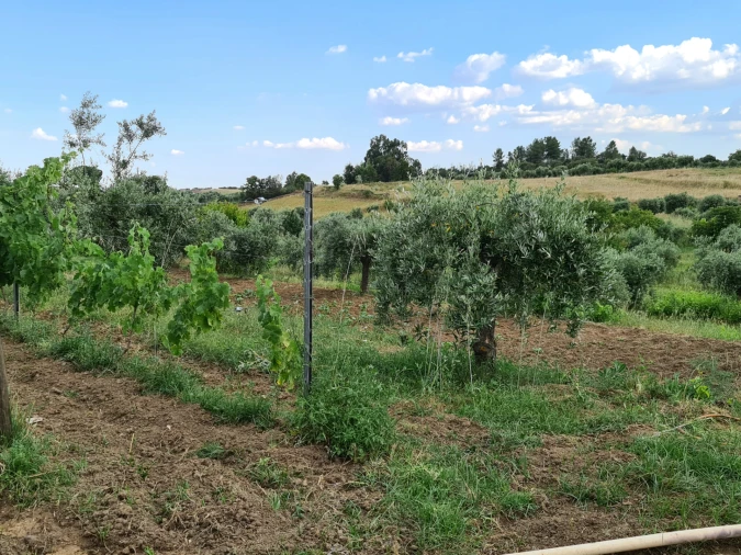 Quinta T0 para Venda em Ladoeiro Foto 21