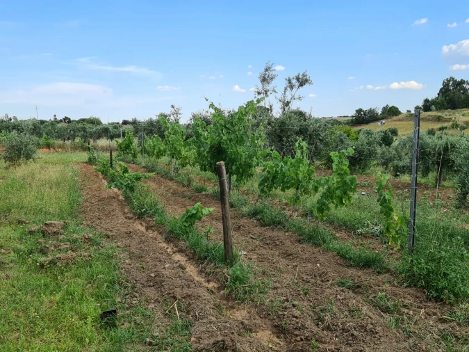 Quinta T0 para Venda em Ladoeiro Foto 20