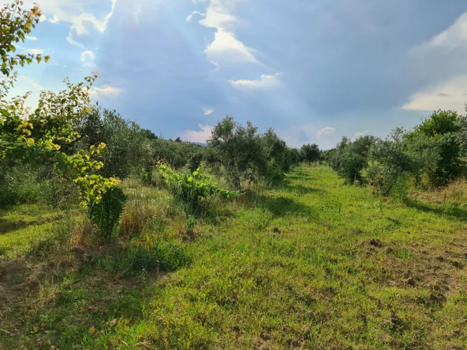 Quinta T0 para Venda em Ladoeiro Foto 10