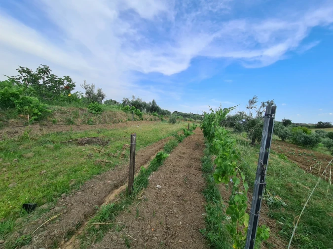Quinta T0 para Venda em Ladoeiro Foto 23