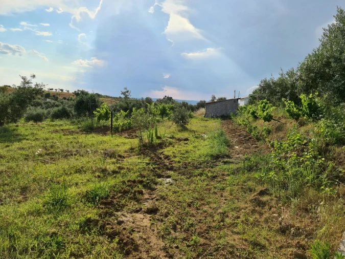 Quinta T0 para Venda em Ladoeiro Foto 9