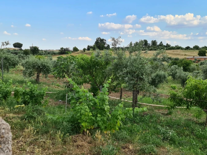 Quinta T0 para Venda em Ladoeiro Foto 19