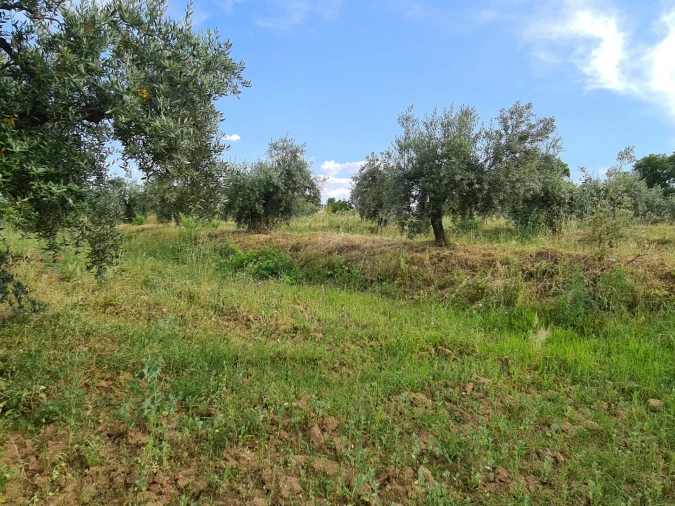 Quinta T0 para Venda em Ladoeiro Foto 17