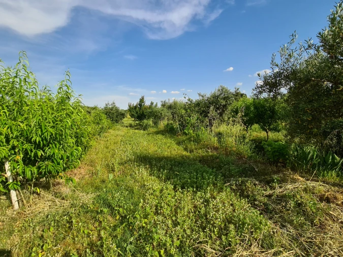 Quinta T0 para Venda em Ladoeiro Foto 13