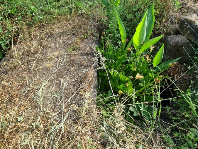 Quinta T0 para Venda em Ladoeiro Foto 14