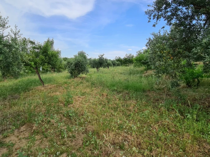 Quinta T0 para Venda em Ladoeiro Foto 16