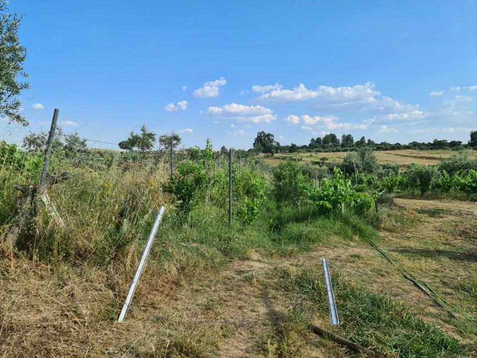 Quinta T0 para Venda em Ladoeiro Foto 6