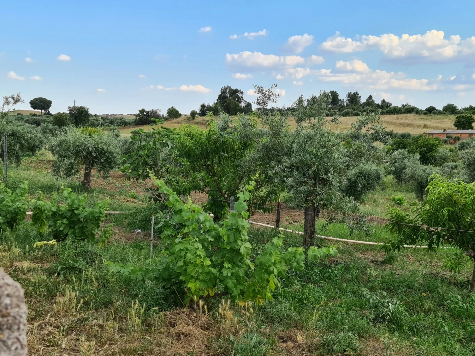 Quinta T0 para Venda em Ladoeiro Foto 19