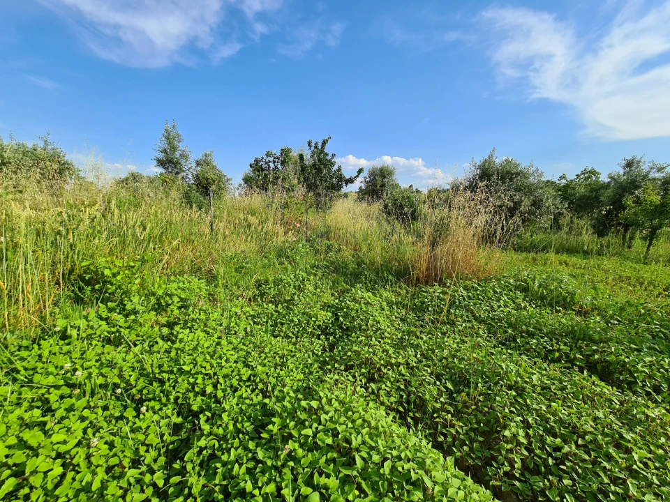 Quinta T0 para Venda em Ladoeiro Foto 11