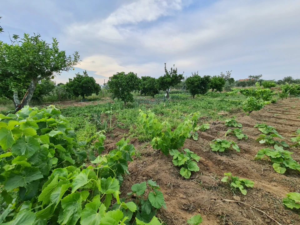 Quinta T0 para Venda em Ladoeiro Foto 28