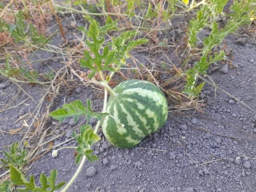 Quinta T1 para Venda em Póvoa de Rio de Moinhos e Cafede