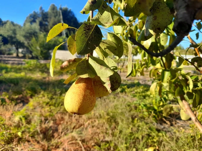 Quinta T1 para Venda em Póvoa de Rio de Moinhos e Cafede Foto 14