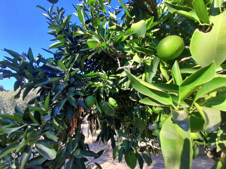 Quinta T1 para Venda em Póvoa de Rio de Moinhos e Cafede Foto 21