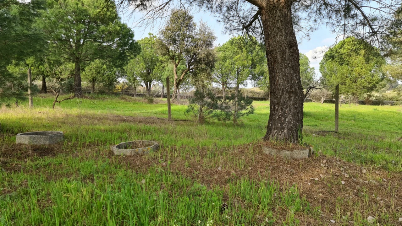 Quinta T0 para Venda em Alcains Foto 41