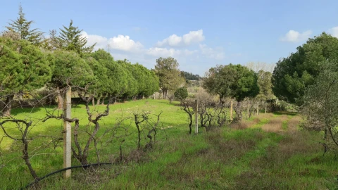 Quinta T0 para Venda em Alcains
