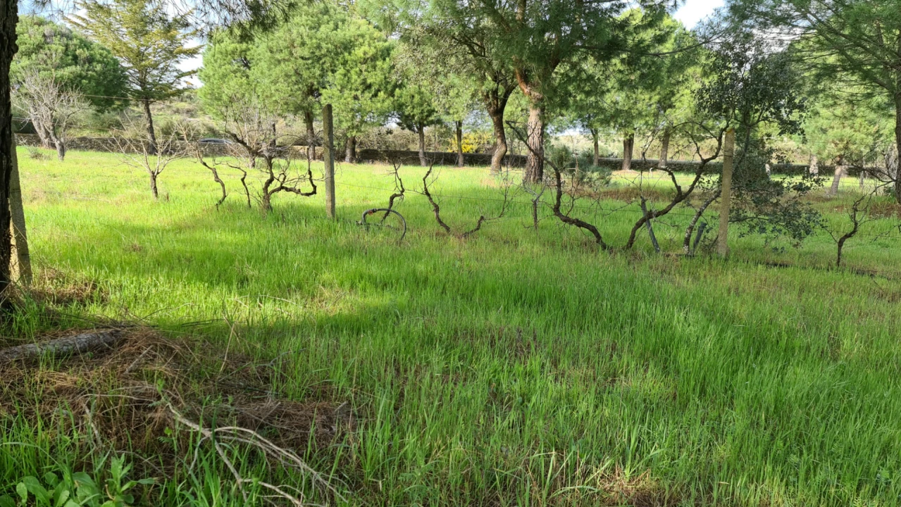 Quinta T0 para Venda em Alcains Foto 43
