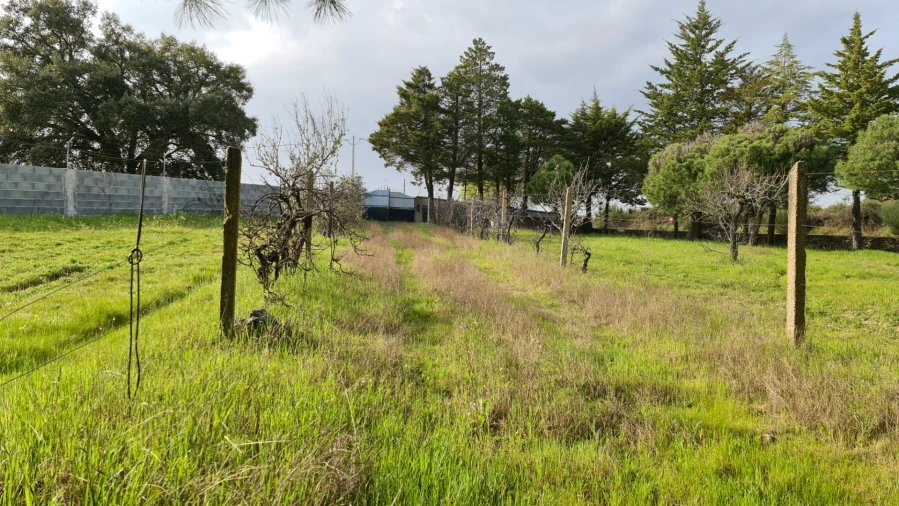 Quinta T0 para Venda em Alcains Foto 44
