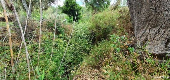 Quinta T1 para Venda em Sarzedas