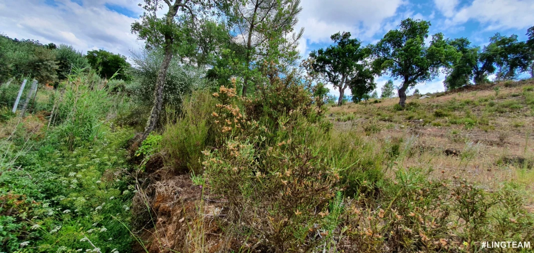 Quinta T1 para Venda em Sarzedas Foto 18
