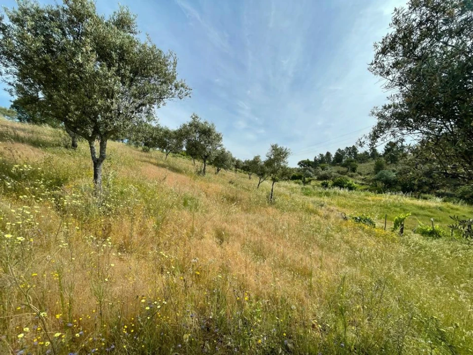 Terreno Agricola ou Rústico para Venda em Benquerenças Foto 2
