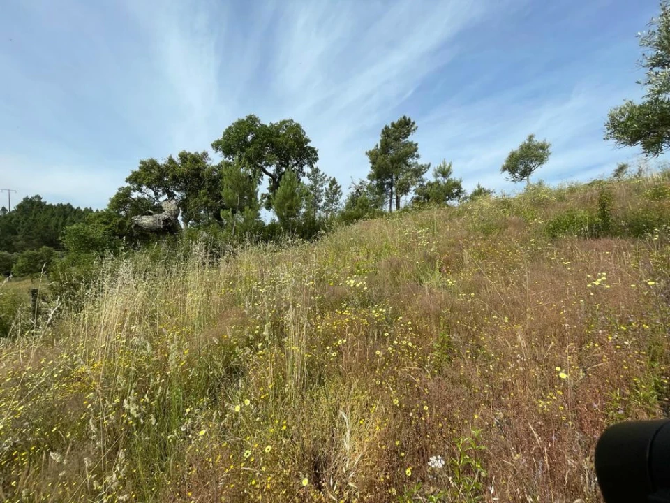 Terreno Agricola ou Rústico para Venda em Benquerenças Foto 6