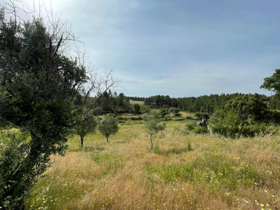 Terreno Agricola ou Rústico para Venda em Benquerenças Foto 18