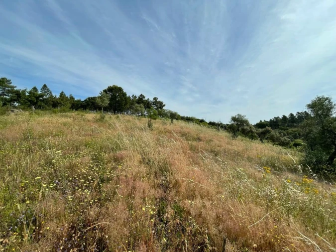 Terreno Agricola ou Rústico para Venda em Benquerenças Foto 10
