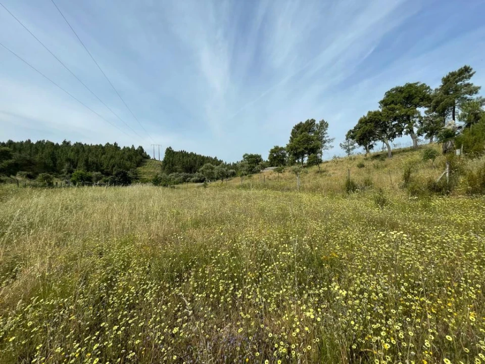 Terreno Agricola ou Rústico para Venda em Benquerenças Foto 4