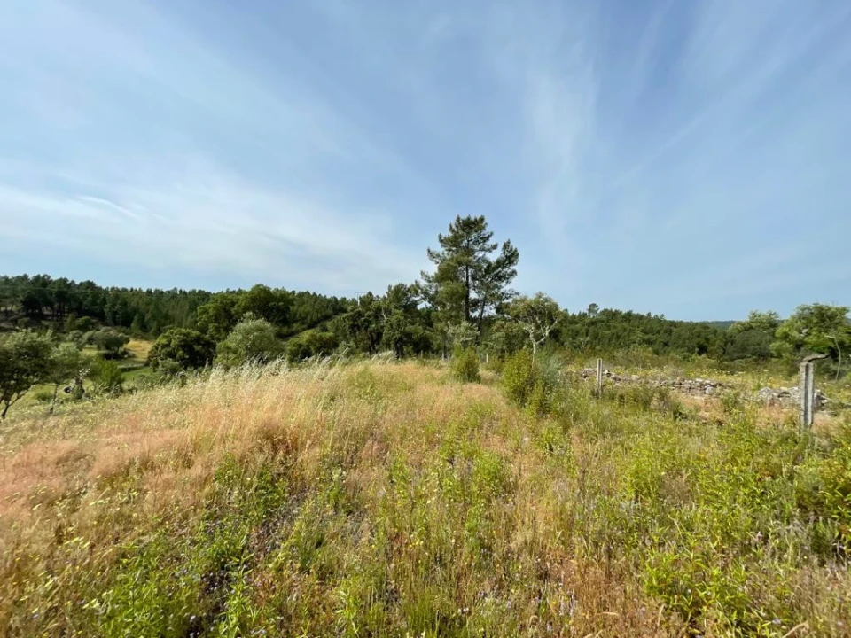 Terreno Agricola ou Rústico para Venda em Benquerenças Foto 11