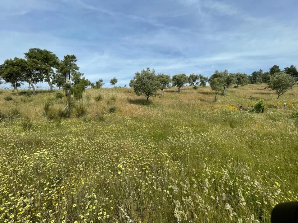 Terreno Agricola ou Rústico para Venda em Benquerenças Foto 15