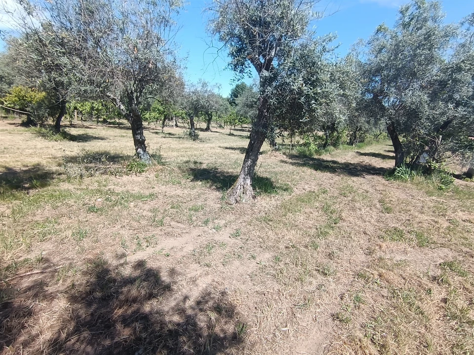 Quinta T0 para Venda em Proença-A-Velha Foto 45