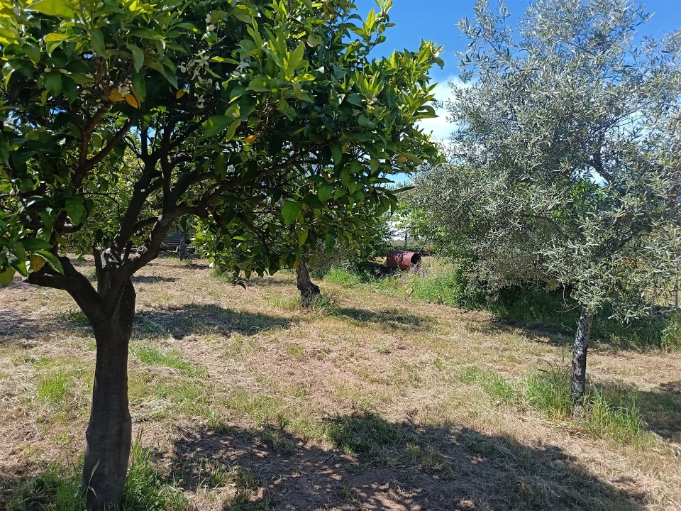 Quinta T0 para Venda em Proença-A-Velha Foto 61
