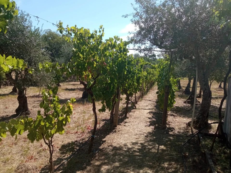 Quinta T0 para Venda em Proença-A-Velha Foto 15