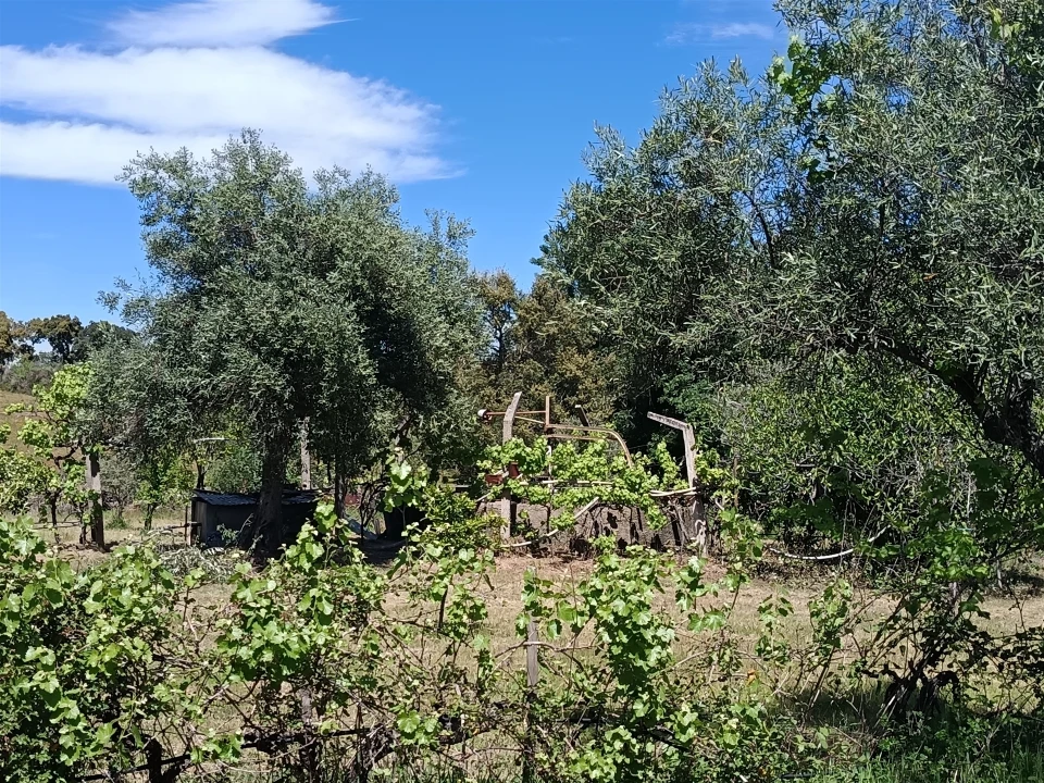 Quinta T0 para Venda em Proença-A-Velha Foto 50