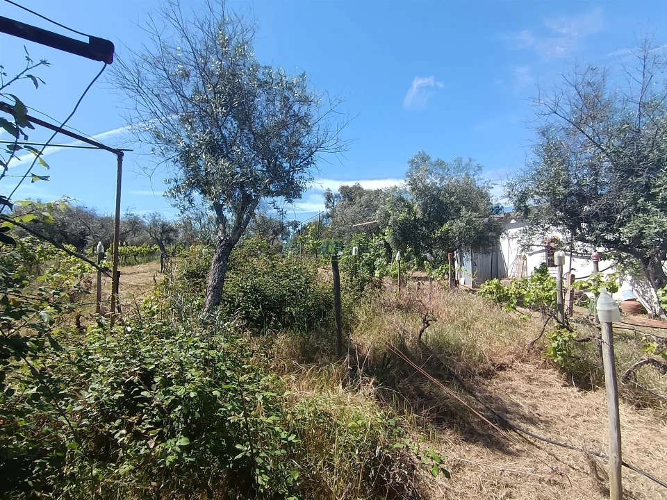 Quinta T0 para Venda em Proença-A-Velha Foto 76