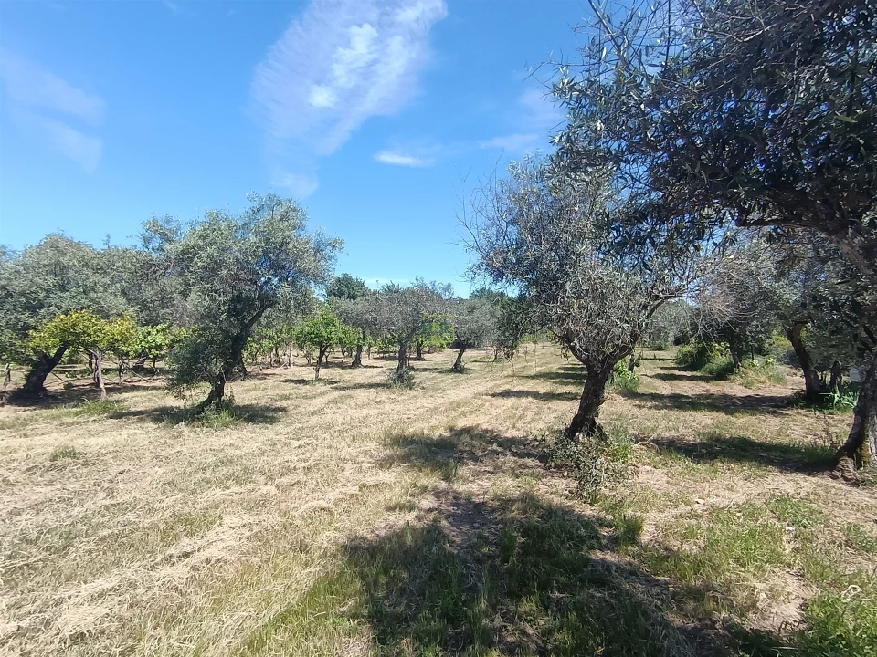 Quinta T0 para Venda em Proença-A-Velha Foto 80
